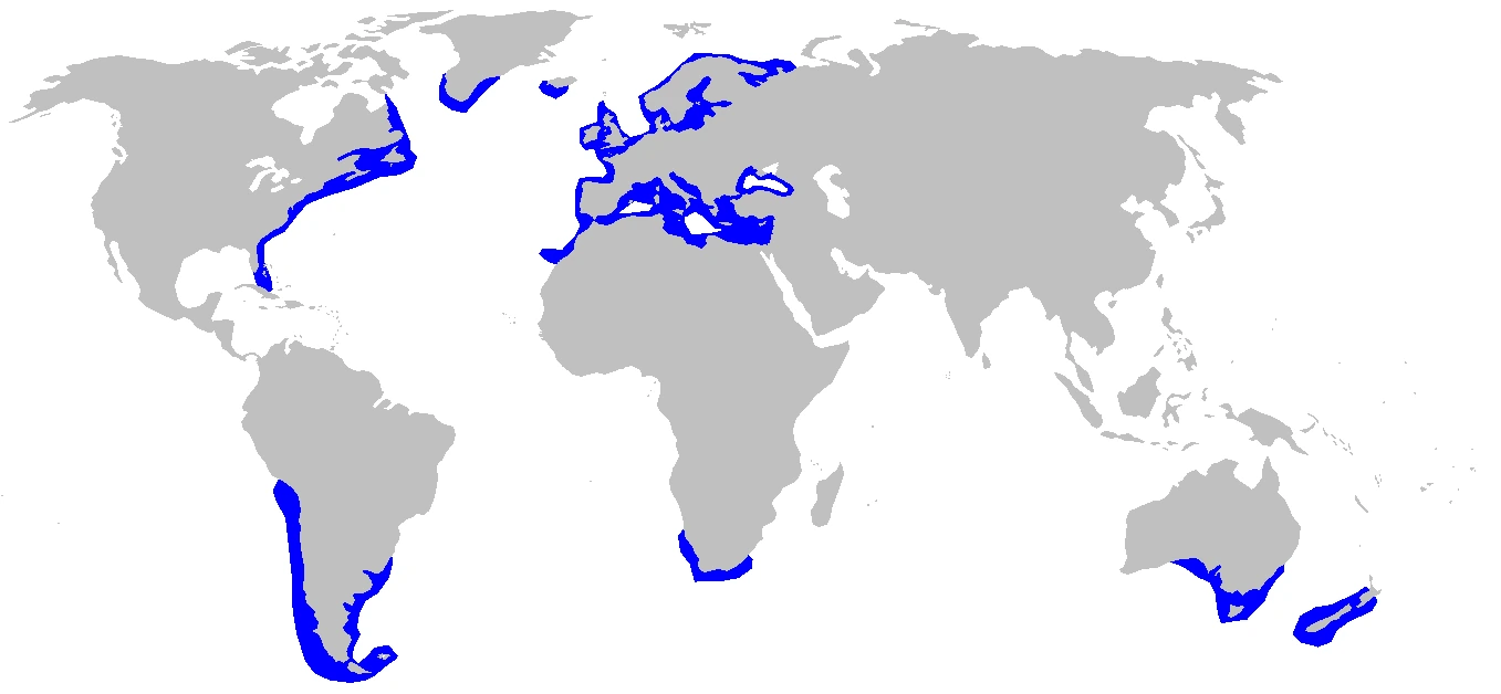 Dornhai Verbreitungskarte (Squalus acanthias)