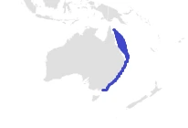 Eastern angelshark Squatina albipunctata range map