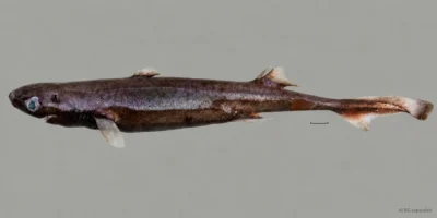 Frisches Weibchen von Etmopterus bulbosus mit bauchiger Schnauze, zwei Rückenflossen und Maßstabsbalken; Hintergrund mit KI erweitert