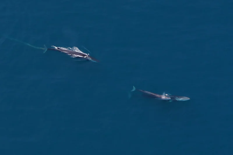 Finnwal-Mutter mit Kalb und ein weiterer Finnwal im Northeast Canyons and Seamounts Marine National Monument