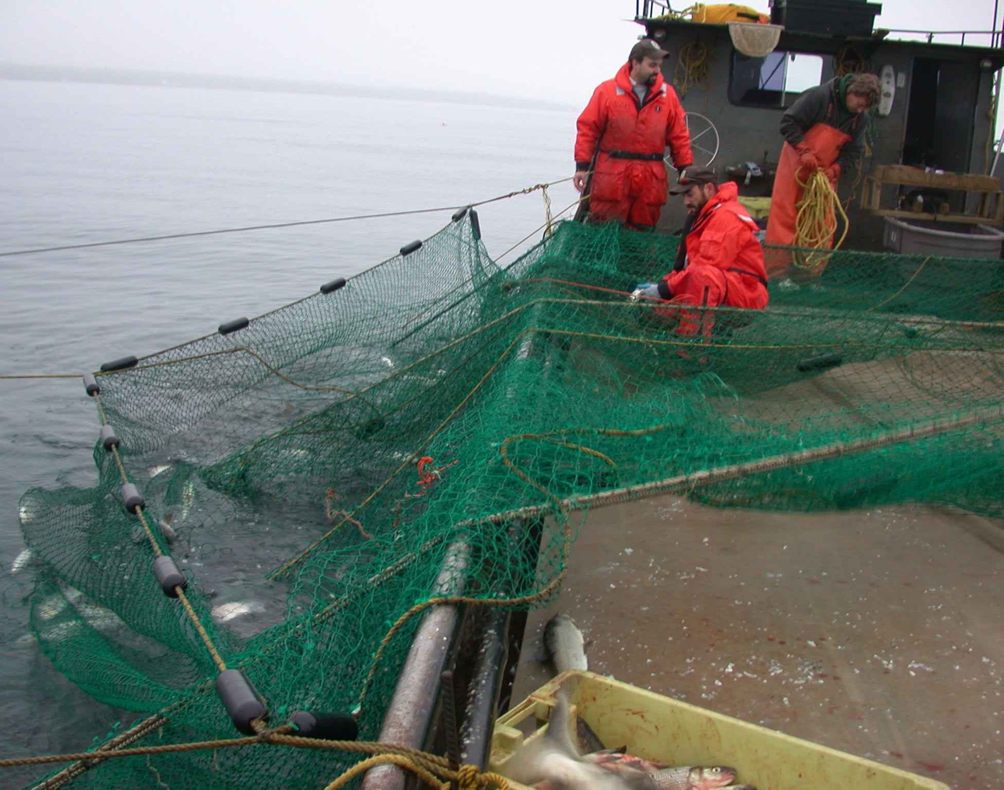 Workers handling nets aboard a fishing boat