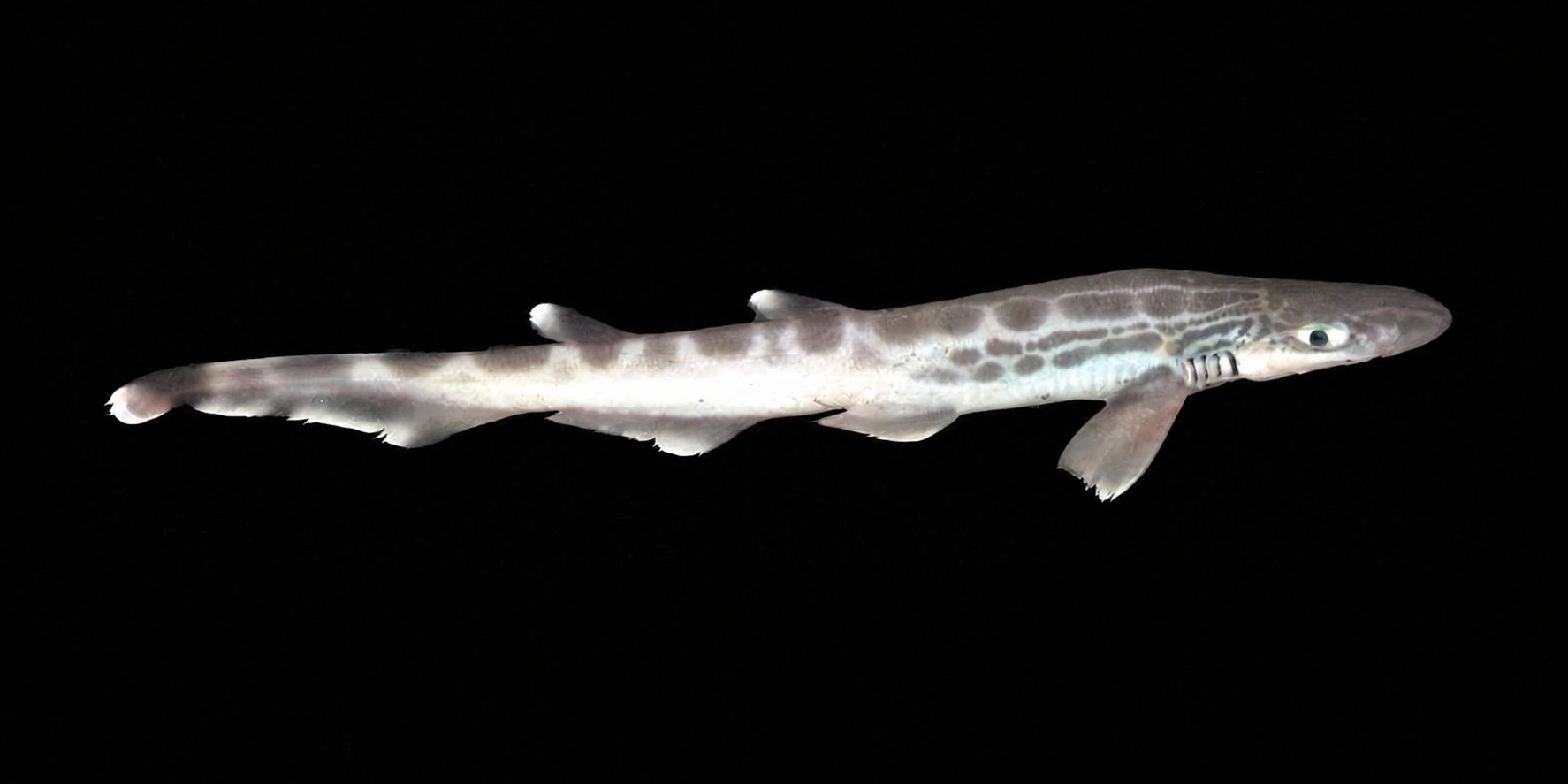 Fleckhai (Galeus melastomus) vor schwarzem Hintergrund