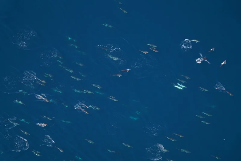Vue aérienne de dauphins communs dans le monument national marin Northeast Canyons and Seamounts