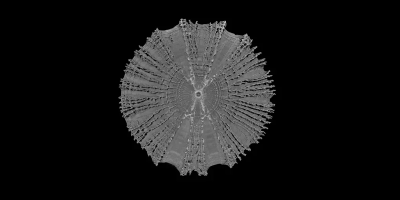 Mikro-CT-Scan eines einzelnen Wirbels des Gemeinen Fuchshais