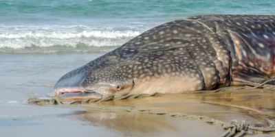 Gestrandeter Walhai liegt am Strand