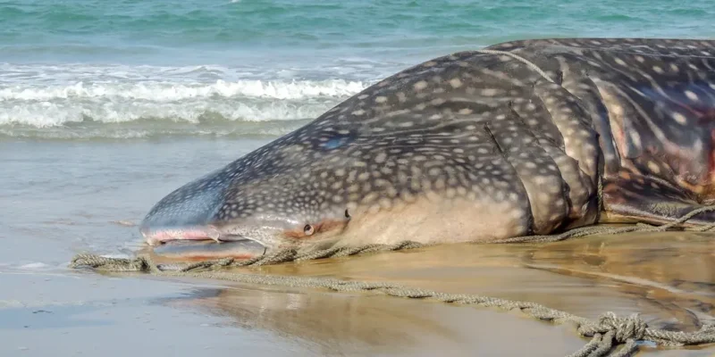 Gestrandeter Walhai liegt am Strand