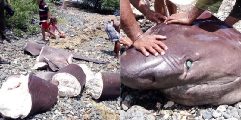 Zerlegter Hai am Strand in Kuba neben einer Nahaufnahme des Kopfes