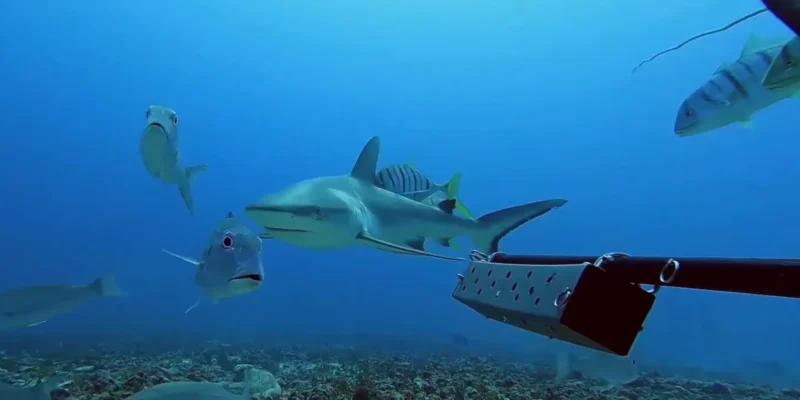Grauer Riffhai schwimmt zwischen Stachelmakrelen vor den Seychellen