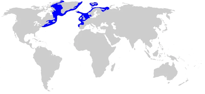 Greenland shark Somniosus microcephalus range map Greenland shark Somniosus microcephalus range map