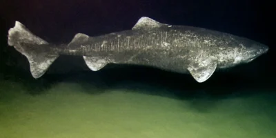 Grönlandhai (Somniosus microcephalus) in der Tiefsee