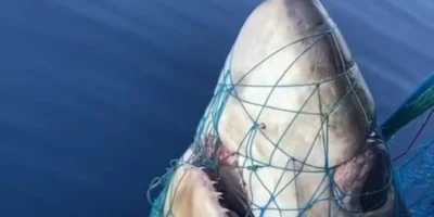 Großaugen-Fuchshai in einem Fischernetz Kopf eines Großaugen-Fuchshais (Alopias superciliosus) in einem Fischernetz