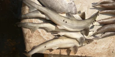 Angelandete Haie auf dem Fischmarkt von Kakinada in Indien