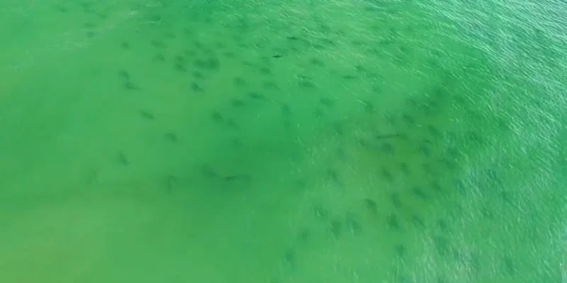 Drohnenaufnahme einer großen Haiansammlung im grünen Küstenwasser vor Masonboro Island