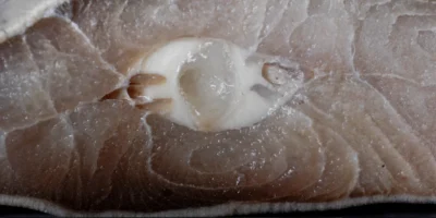 Querschnitt durch Haifleisch mit sichtbarem weißem Knorpel