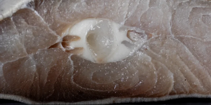 Querschnitt durch Haifleisch mit sichtbarem weißem Knorpel