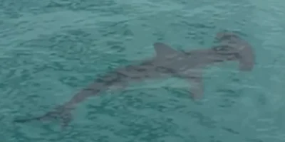 Hammerhai schwimmt im flachen Wasser neben dem Malibu Pier