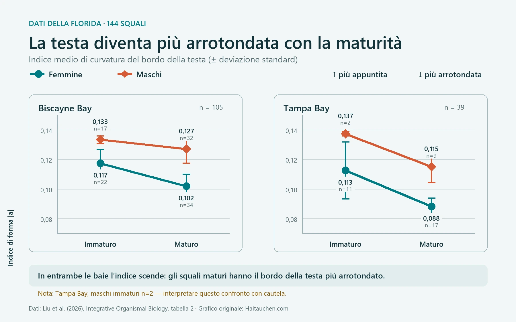 Grafico dell’indice della forma della testa: i valori sono più bassi nelle femmine e nei maschi maturi di Biscayne Bay e Tampa Bay, indicando teste più arrotondate.