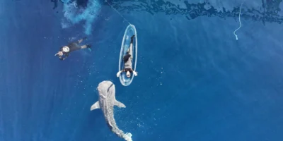 Ein sehr junger Walhai schwimmt nahe der Wasseroberfläche in der Saleh Bay auf Sumbawa
