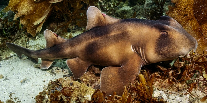 Kamm-Stierkopfhai (Heterodontus galeatus) ruht auf sandigem Meeresboden