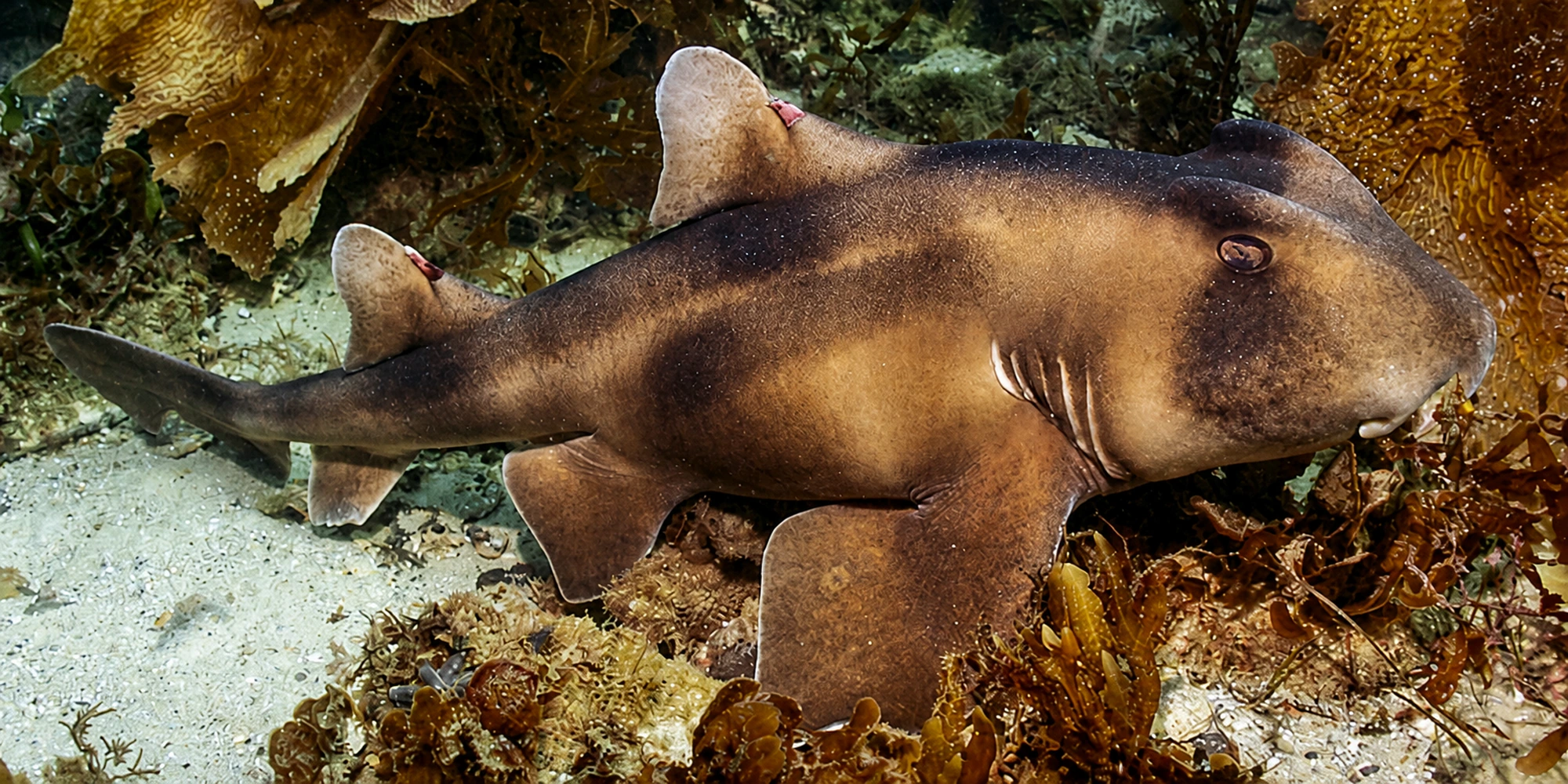 Kamm-Stierkopfhai (Heterodontus galeatus) ruht auf sandigem Meeresboden