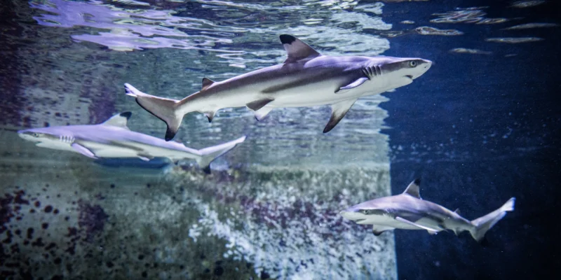 Drei junge Schwarzspitzenriffhaie schwimmen im Aquarium des Naturkundemuseums Karlsruhe
