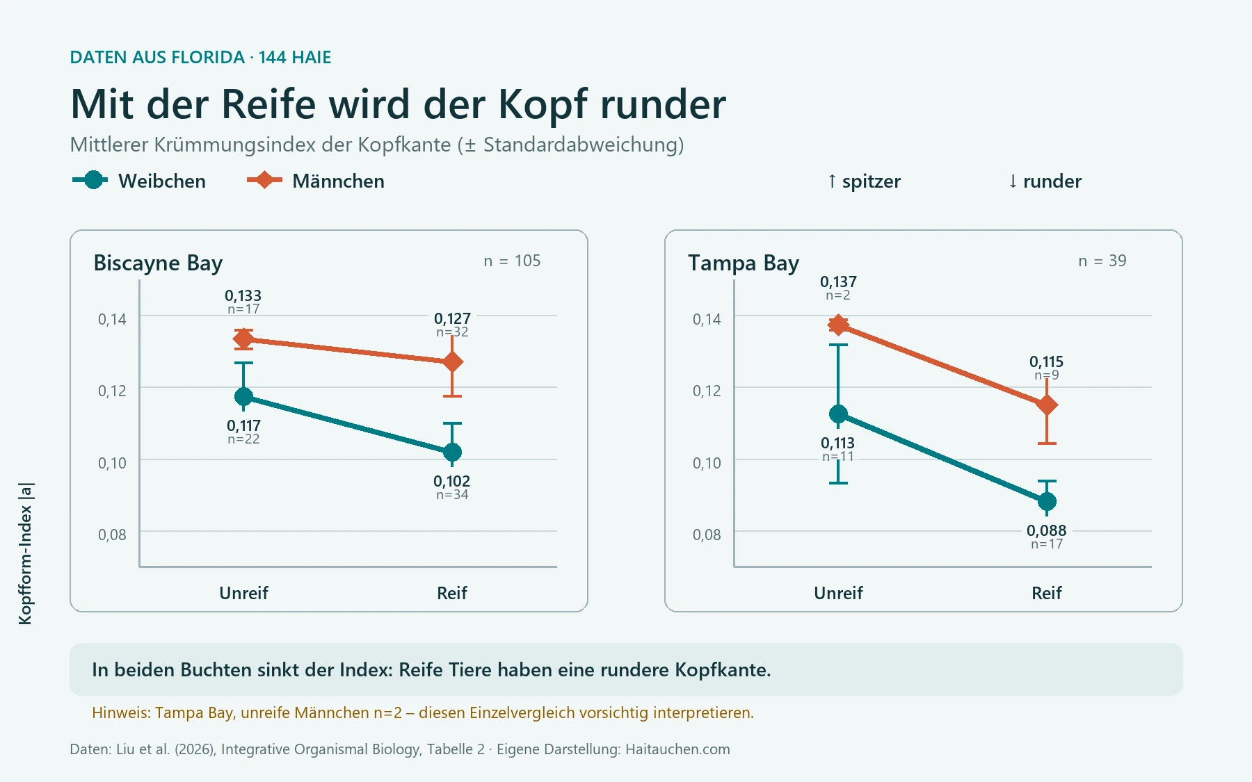 Liniendiagramm zum Kopfform-Index von Schaufelnasen-Hammerhaien: Bei reifen Weibchen und Männchen liegen die Werte in Biscayne Bay und Tampa Bay niedriger, ihre Köpfe sind also runder.