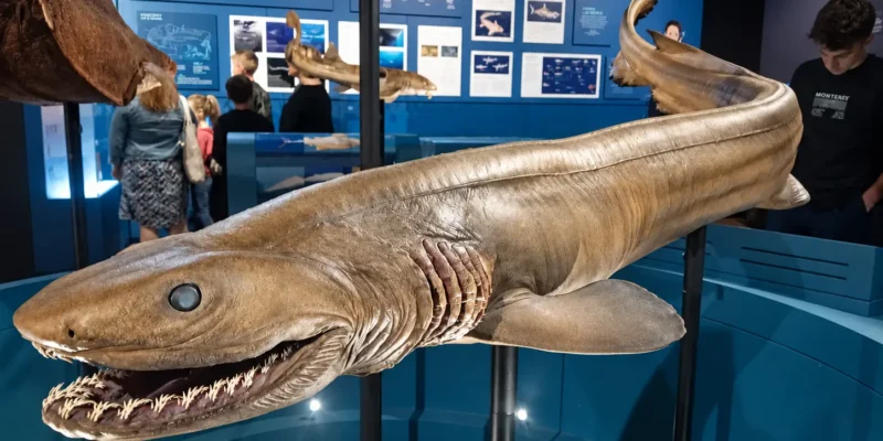 Kragenhai-Ausstellungsstück mit geöffnetem Maul und sichtbaren Kiemenspalten im Australian Museum