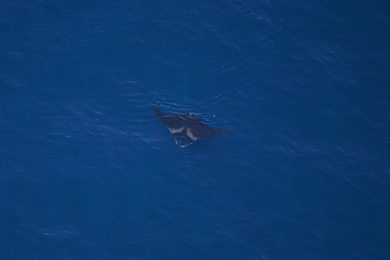 Aerial view of a manta ray in the Northeast Canyons and Seamounts Marine National Monument