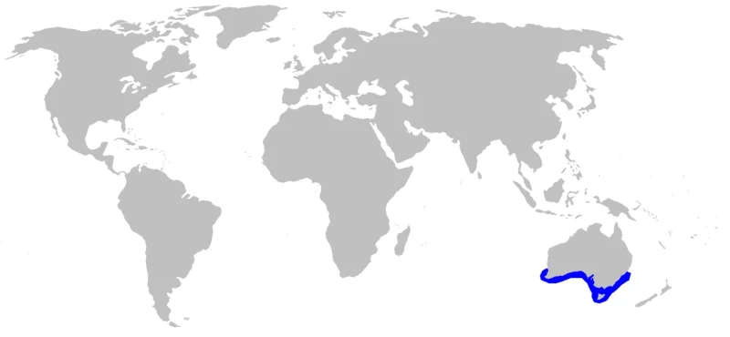 Mapa de distribución del angelote australiano Squatina australis
