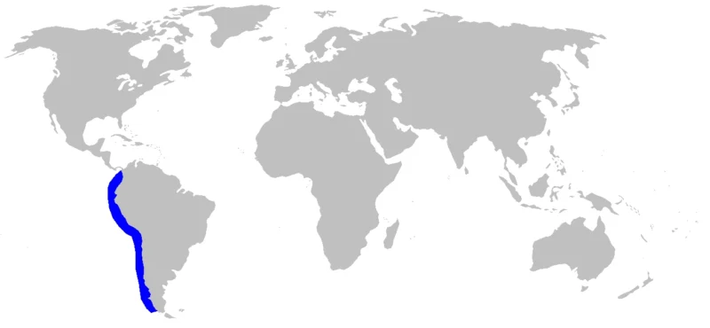 Mapa de distribución del angelote chileno Squatina armata