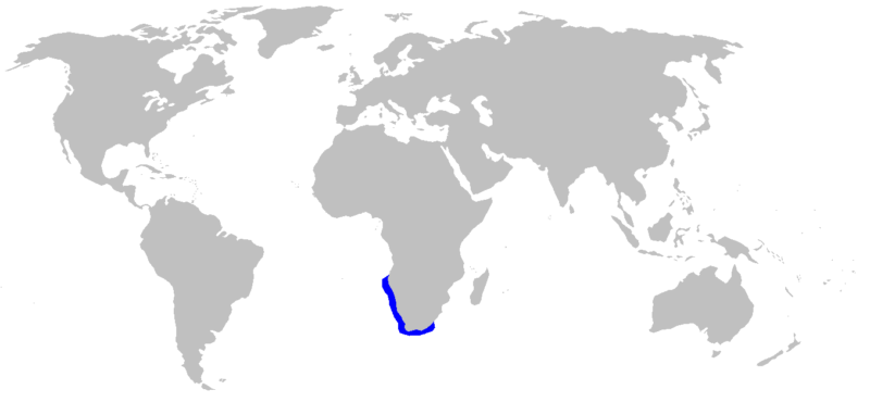 Mapa de distribución del tollo dentudo Triakis megalopterus