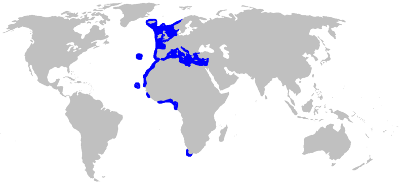 Mapa de distribuição da lixinha-da-fundura-de-veludo Etmopterus spinax