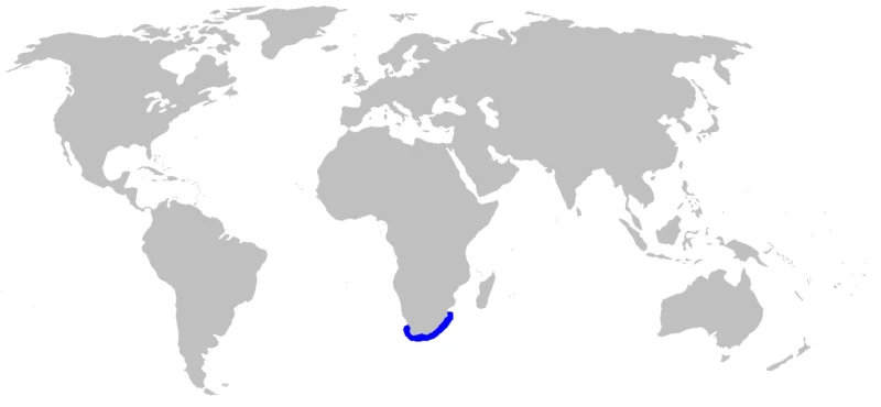 Mappa di distribuzione del gattuccio pigiama Poroderma africanum