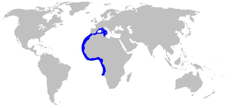 Mappa di distribuzione della squatina spinosa Squatina aculeata