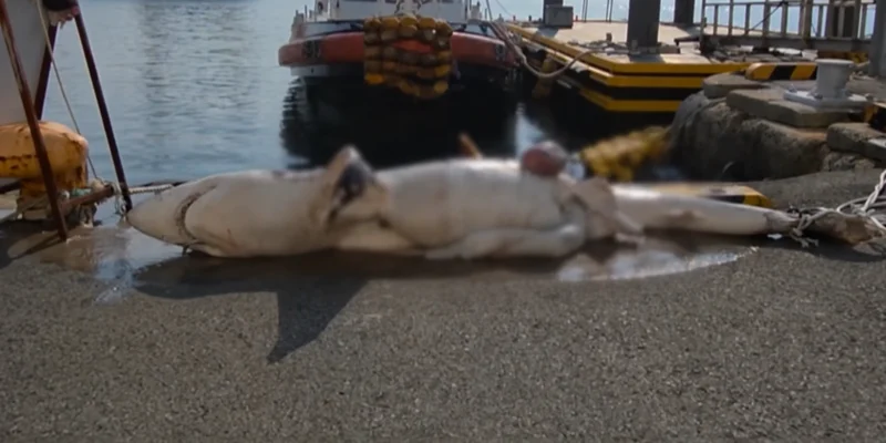 Ein Hai liegt auf einer Hafenmole an Südkoreas Ostküste