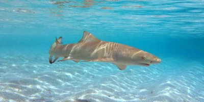 Sichelflossen-Zitronenhai (Negaprion acutidens) schwimmt über Sandboden auf den Malediven