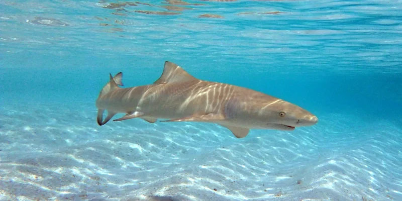 Sichelflossen-Zitronenhai (Negaprion acutidens) schwimmt über Sandboden auf den Malediven