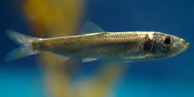 Pazifischer Hering schwimmt vor blauem Hintergrund