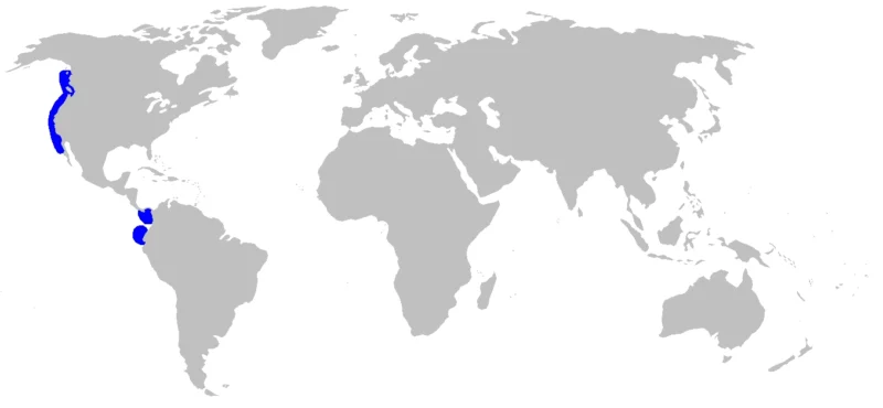Mapa de distribución del pejegato marrón Apristurus brunneus