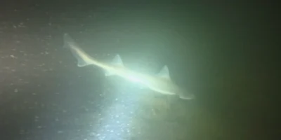 Hai im Licht einer Tauchlampe an der Plompe Toren, Standbild aus dem Video von Bram Lamens