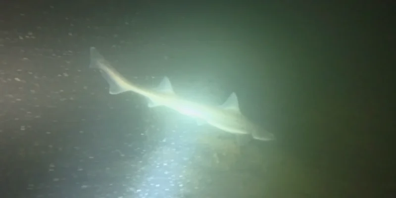 Hai im Licht einer Tauchlampe an der Plompe Toren, Standbild aus dem Video von Bram Lamens