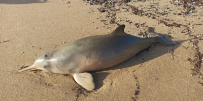 Gestrandeter Franciscana-Delfin (Pontoporia blainvillei) an einem Strand