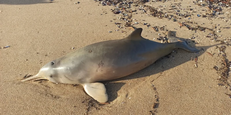 Gestrandeter Franciscana-Delfin (Pontoporia blainvillei) an einem Strand