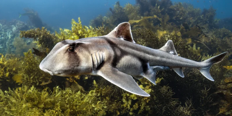 Requin dormeur de Port-Jackson Heterodontus portusjacksoni nageant de côté