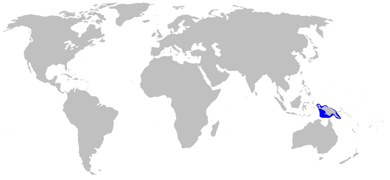 Raja Ampat epaulette shark Hemiscyllium freycineti range map
