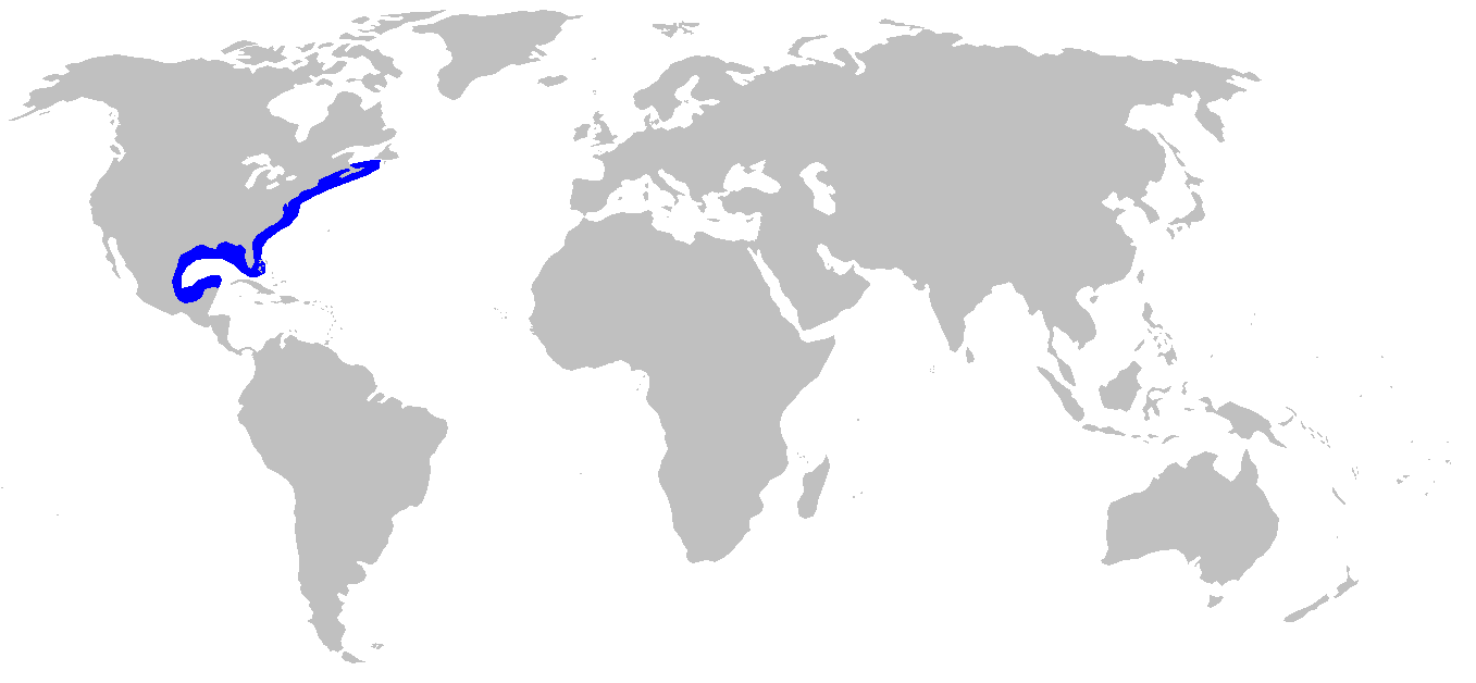 Carte de répartition du requin aiguille de l’Atlantique