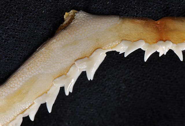 Dents de la mâchoire supérieure d'un requin aiguille de l’Atlantique