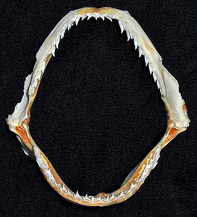Mâchoire de requin aiguille de l’Atlantique avec rangées de dents