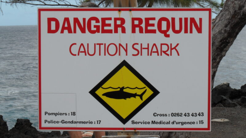 Haiwarnschild an der Küste von Réunion