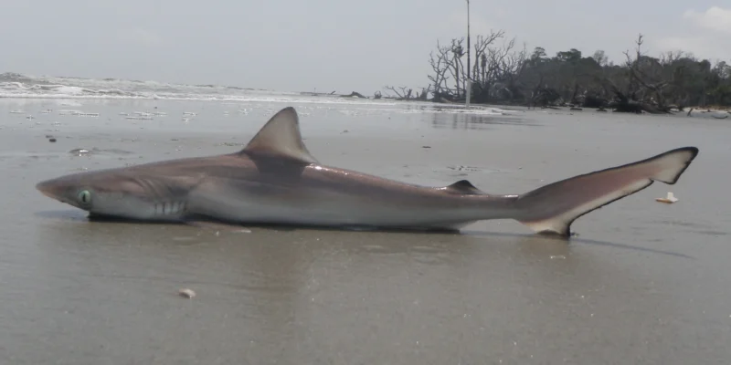 Atlantischer Scharfnasenhai liegt am Strand von Hunting Island in South Carolina